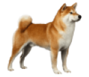 Shiba